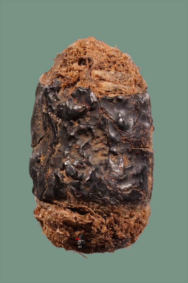 หนังหน้าผากเสือพร้อมบัตรสมาคม