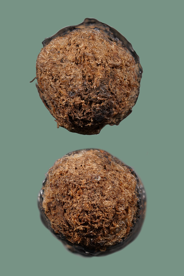 หนังหน้าผากเสือพร้อมบัตรสมาคม