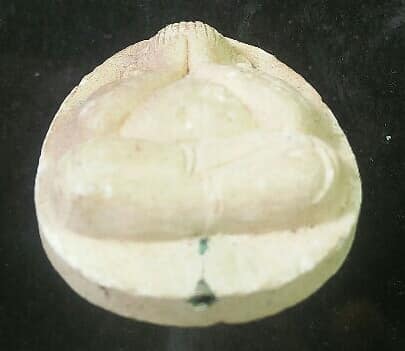 พระปิดตาจัมโบ้ หลังยันต์ วัดยาง กรุงเทพฯ ตะกรุด 1 ดอก 