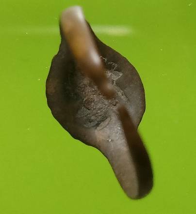 แหวนตะกร้อ หลวงพ่อขวัญ วัดบ้านไร่ พิจิตร ขนาด 2 เซ็น 