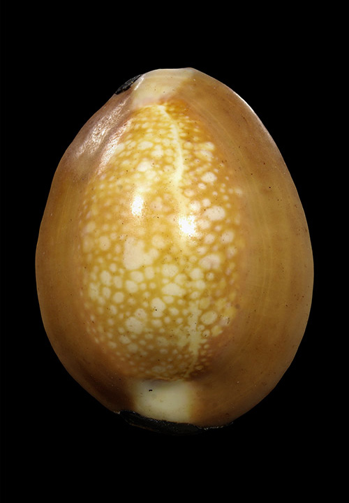 เบี้ยแก้หลวงพ่อคำ ปัญญาสาโร วัดโพธิ์ปล้ำ อ.วิเศษชัยชาญ จ.อ่างทอง