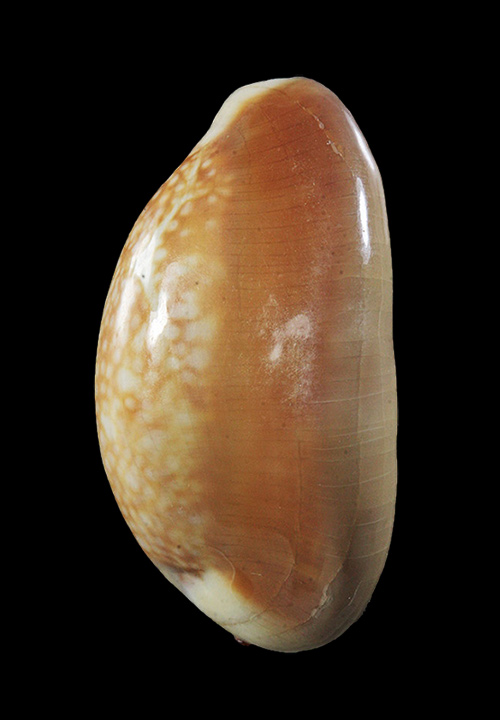 เบี้ยแก้หลวงพ่อคำ ปัญญาสาโร วัดโพธิ์ปล้ำ อ.วิเศษชัยชาญ จ.อ่างทอง