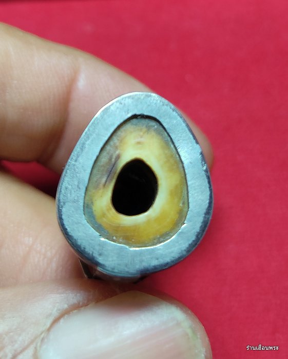 เขี้ยวเสือแกะศิลป์หลวงพ่อปาน วัดคลองด่าน พิมพ์อ้าปาก จ.สมุทรปราการ