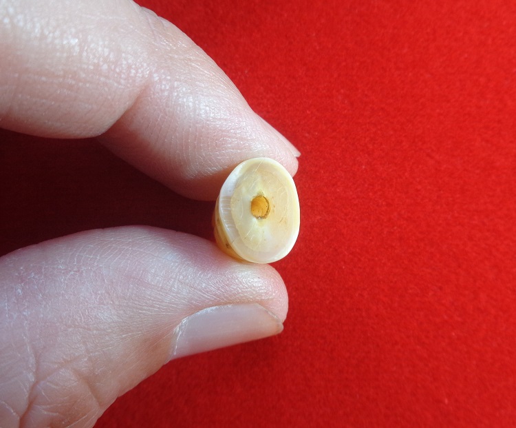 เขี้ยวเสือโปร่งฟ้าหลวงพ่อสาย วัดบางเหี้ยคลองด่าน (วัดสว่างอารมณ์) ปากคลองบางเหี้ย สวยครับ