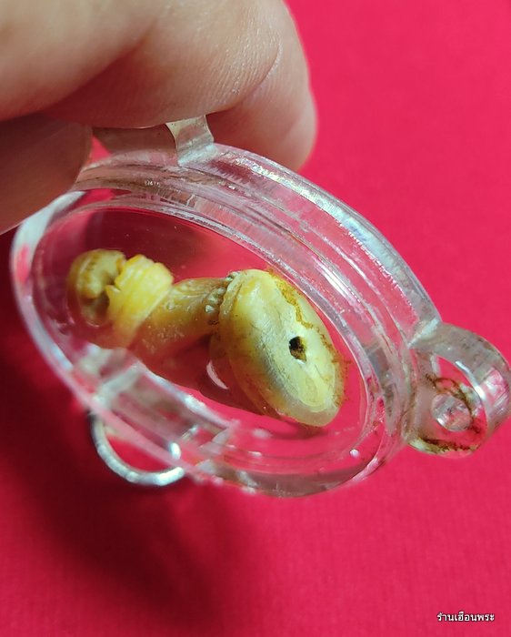 เขี้ยวเสือหลวงพ่อสาย วัดคลองด่าน พิมพ์อ้าปาก จ.สมุทรปราการ