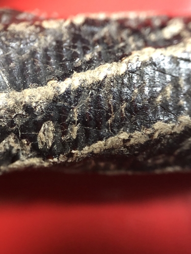 ตะกรุดหนังเสือ ลงรักเก่า ศิลป์หลวงพ่อหว่าง วัดเทียนถวาย