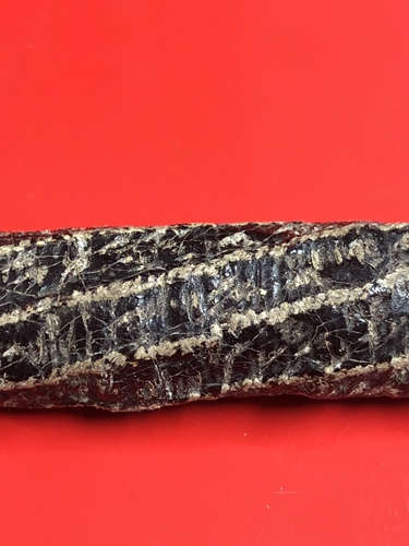 ตะกรุดหนังเสือ ลงรักเก่า ศิลป์หลวงพ่อหว่าง วัดเทียนถวาย