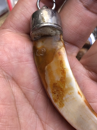 เขี้ยวหมูตัน ลงอักขระ สภาพเก่ามาก