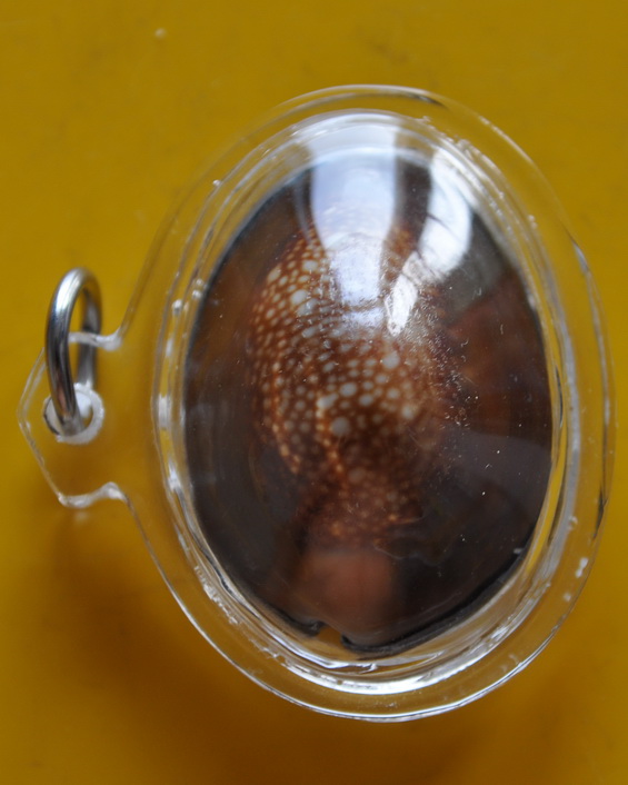 เบี้ยแก้หลวงปู่พิศดู วัดเทพธารทอง