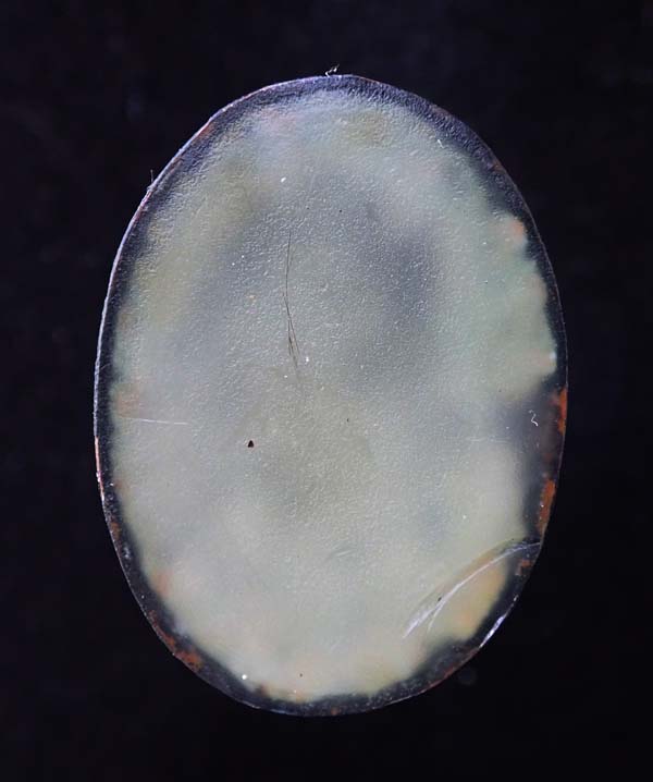 ล๊อกเก็ตหลังอุดเทียนชัย พระครูจันทโรภาส (ลป.จันทร์) วัดป่าข่อย จ.สุโขทัย ( 1ใน 3 พระเกจิ ที่ได้รับนิ