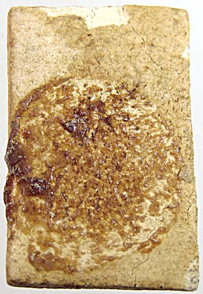 พระผงวัดเกาะกลอย จ.ระยอง ปี 2514 พิมพ์พระสังหลวงปู่ทิม วัดละหารไร่ ร่วมปลุกเสก