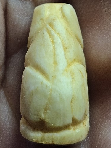 เสือกระดุกแกะ