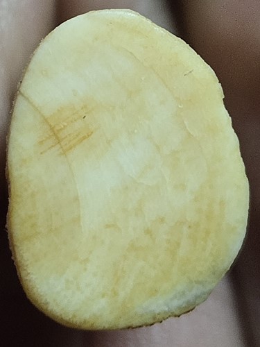 เสือกระดุกแกะ