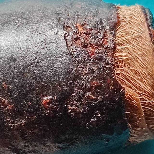 ตะกรุดหนังเสือ พอกครั่งพุทรา ยาว 1.5 นิ้ว