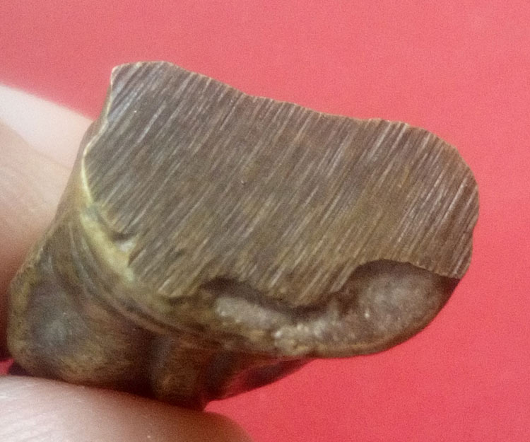  พระชัยวัฒน์พิมพ์เศียรลาย หลวงพ่อพรหมสร(รอด) วัดบ้านไพ นครราชสีมา