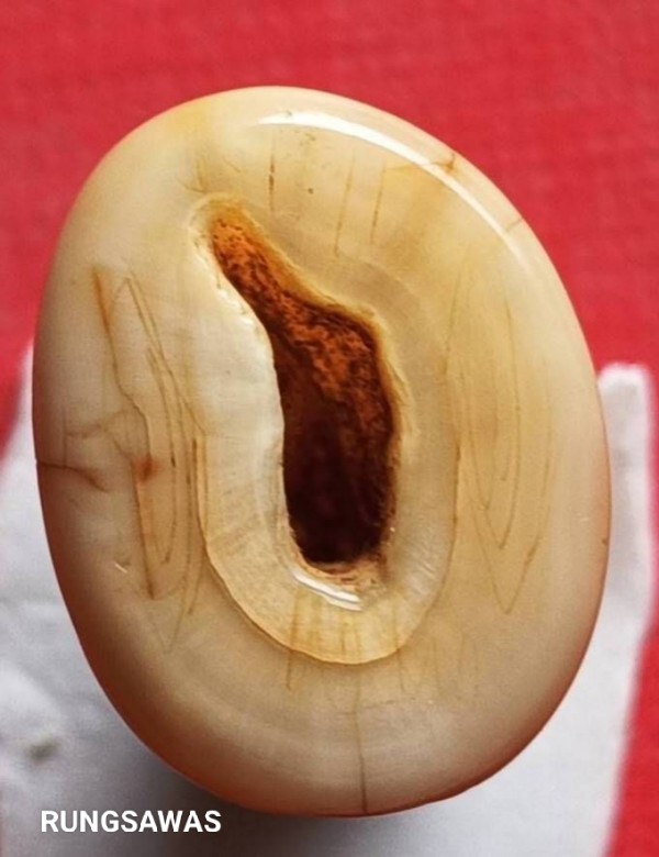 เสือหลวงพ่อสาย วัดบางเหี้ย สมุทรปราการ