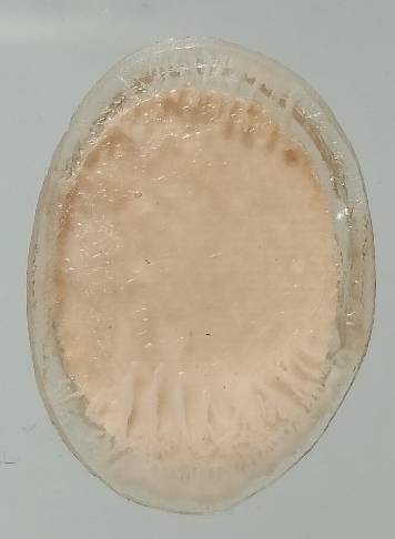 ภาพถ่ายเกจิ ไม่ทราบวัด