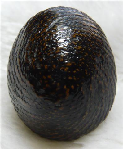 เบี้ยแก้ หลวงปู่เพิ่ม วัดกลางบางแก้ว