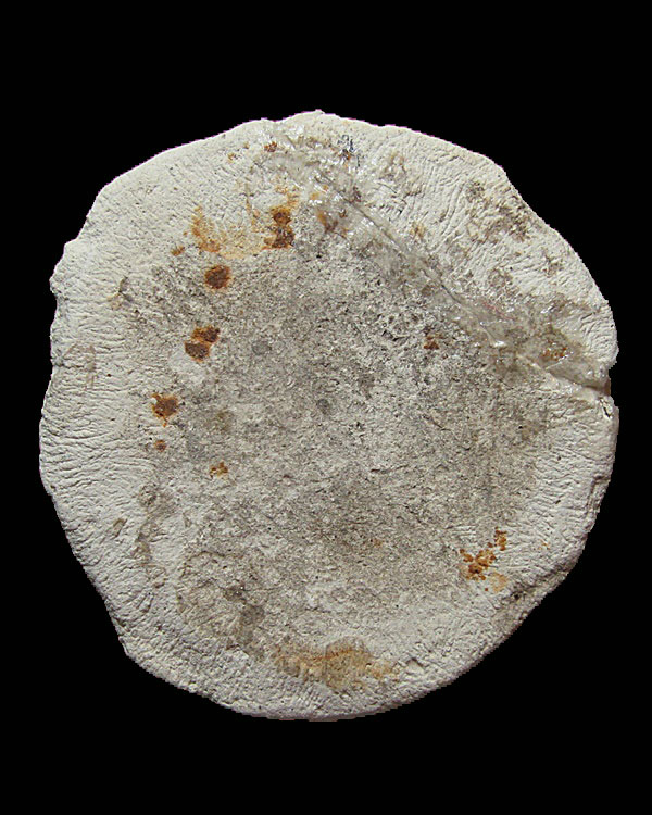 พระพิมพ์งบน้ำอ้อย หลวงปู่พริ้ง วัดบางปะกอก กทม. เนื้อผงขาว เลี่ยมเงินพร้อมใช้