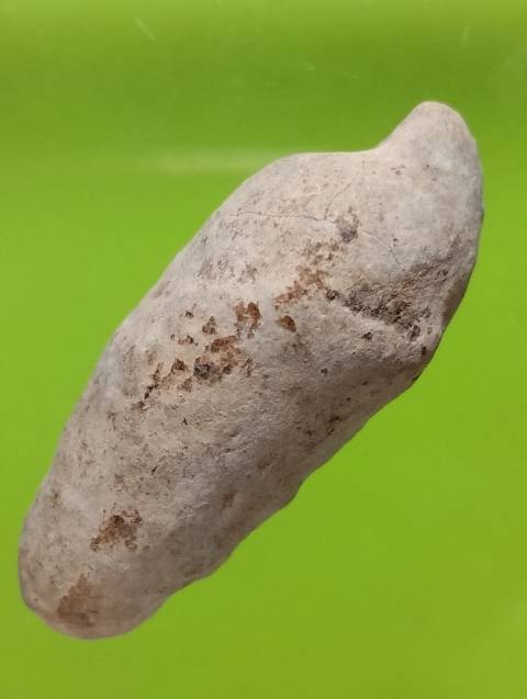 คตหอย