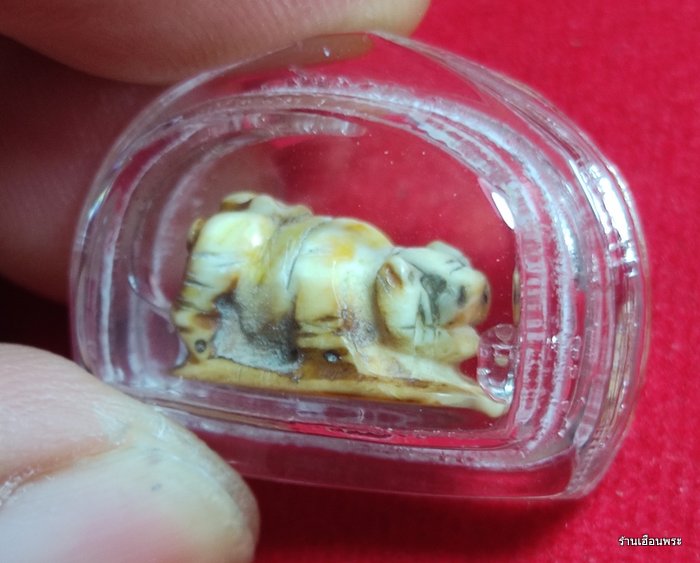 พญาหมูป่า หลวงพ่อเฮง วัดเขาดิน จ.นครสวรรค์ (งาแกะ)