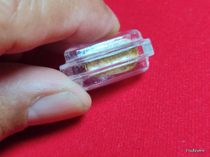 พญาหมูป่า หลวงพ่อเฮง วัดเขาดิน จ.นครสวรรค์ (งาแกะ)