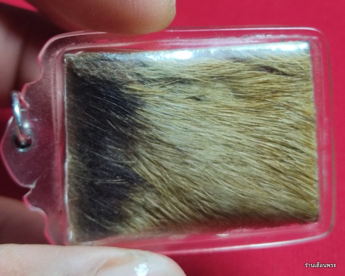 หนังหน้าผากเสือ จารมือหลวงพ่อหวั่น วัดคลองคูณ จ.พิจิตร