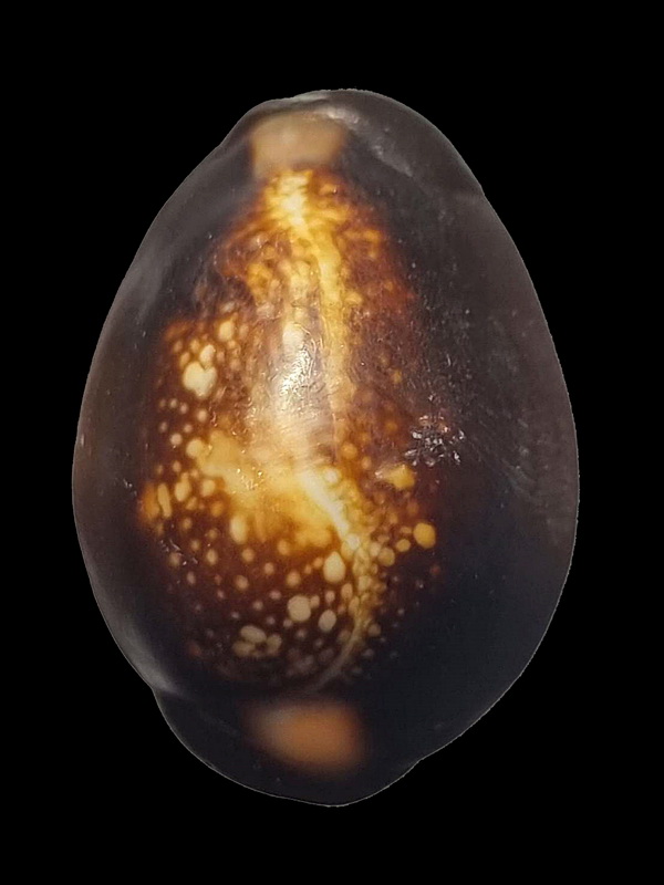 หลวงพ่อเกษม เขมโก สุสานไตรลักษณ์ จ.ลำปาง รุ่นสุริยุปราคา ปี 2538 ( ตะกรุดเงิน ) 