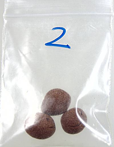 ยาจินดามณี หลวงพ่อทองอยู่ วัดท่าเสา สมุทรสาคร