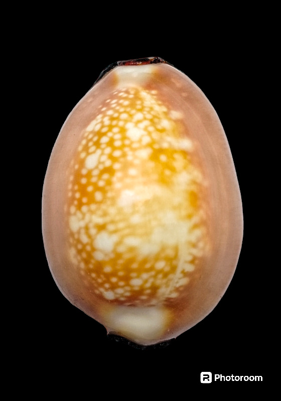 เบี้ยแก้หลวงพ่อคำ ปัญญาสาโร วัดโพธิ์ปล้ำ อำเภอวิเศษชัยชาญ จังหวัดอ่างทอง