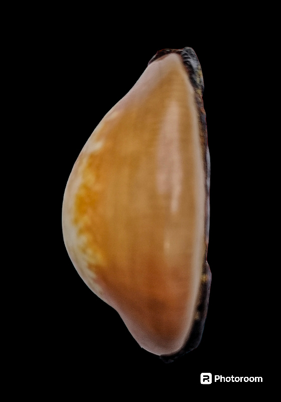 เบี้ยแก้หลวงพ่อคำ ปัญญาสาโร วัดโพธิ์ปล้ำ อำเภอวิเศษชัยชาญ จังหวัดอ่างทอง