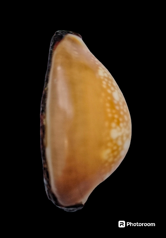 เบี้ยแก้หลวงพ่อคำ ปัญญาสาโร วัดโพธิ์ปล้ำ อำเภอวิเศษชัยชาญ จังหวัดอ่างทอง