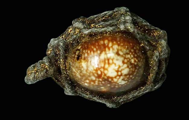 เบี้ยแก้ หลวงพ่อชาญ วัดบางบ่อ สมุทรปราการ ปลุกเสก เสาร์ 5