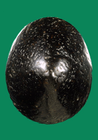 เบี้ยแก้สามห่วง หลวงปู่เพิ่มรักแดงๆ