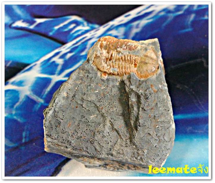 ของสะสมจากดึกดำบรรพ์ให้ทุกท่านเห็นของจริงDuctina Vietmamica Trilobiteกลายเป็นหินของแท้