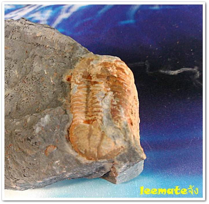 ของสะสมจากดึกดำบรรพ์ให้ทุกท่านเห็นของจริงDuctina Vietmamica Trilobiteกลายเป็นหินของแท้