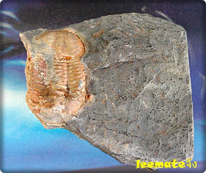 ของสะสมจากดึกดำบรรพ์ให้ทุกท่านเห็นของจริงDuctina Vietmamica Trilobiteกลายเป็นหินของแท้
