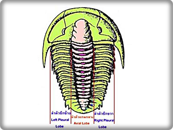 ของสะสมจากดึกดำบรรพ์ให้ทุกท่านเห็นของจริงDuctina Vietmamica Trilobiteกลายเป็นหินของแท้