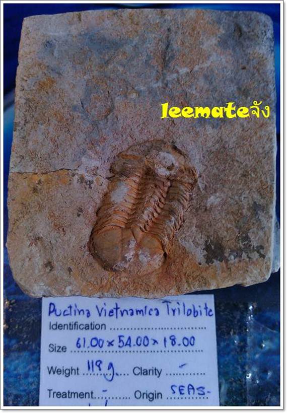ของสะสมจากดึกดำบรรพ์ให้ทุกท่านเห็นของจริงPucting Vietmamica Trilobiteกลายเป็นหินของแท้ 2