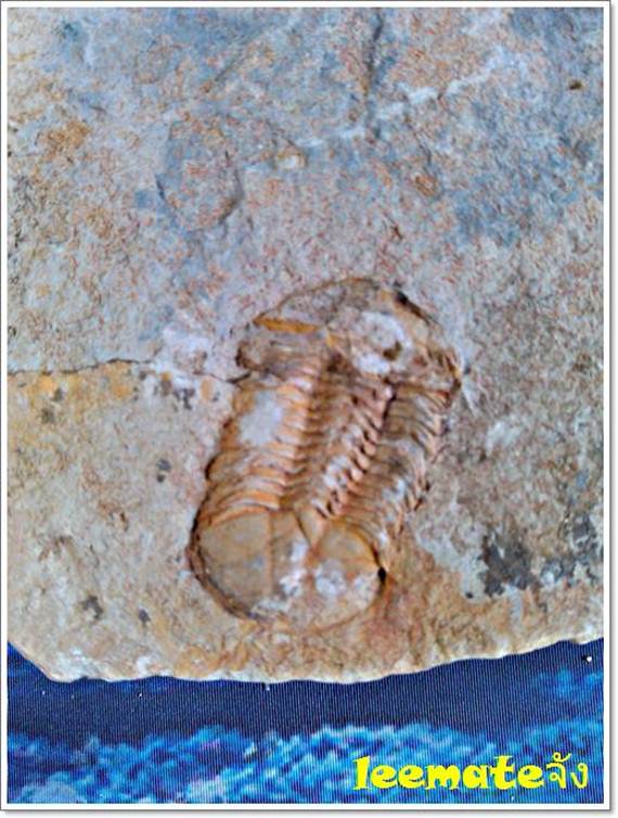 ของสะสมจากดึกดำบรรพ์ให้ทุกท่านเห็นของจริงPucting Vietmamica Trilobiteกลายเป็นหินของแท้ 2