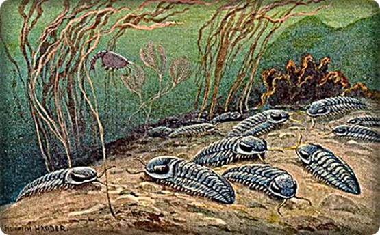 ของสะสมจากดึกดำบรรพ์ให้ทุกท่านเห็นของจริงPucting Vietmamica Trilobiteกลายเป็นหินของแท้ 2