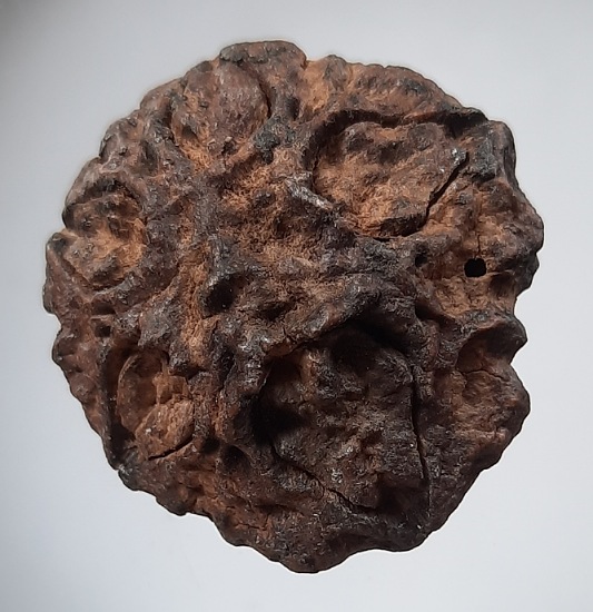 เมล็ดพระเจ้า๕พระองค์ เครื่องรางแห่งโชคลาภ