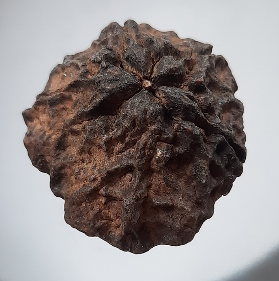 เมล็ดพระเจ้า๕พระองค์ เครื่องรางแห่งโชคลาภ