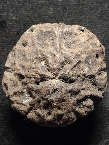 ว่านพระเจ้า 5 พระองค์ 