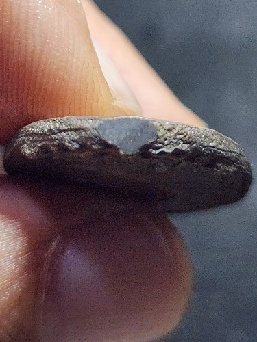 วัดโพธิ์กบเจา อยุธยา  เหรียญหล่อฯ หลังยันต์ปิดตา หลวงพ่อเมี้ยน ปี๒๕๓๗