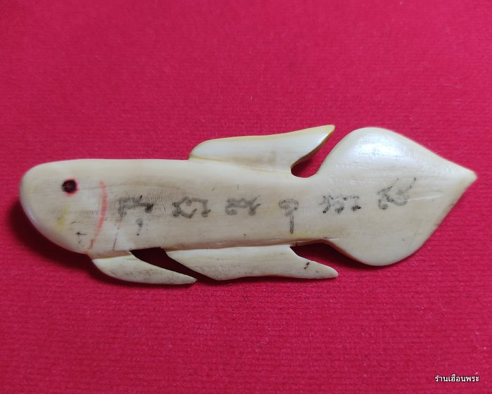 ปลากัดงาแกะ รุ่นแรก หลวงพ่อน่วม วัดโพธิ์ศรีเจริญ สุพรรณบุรี