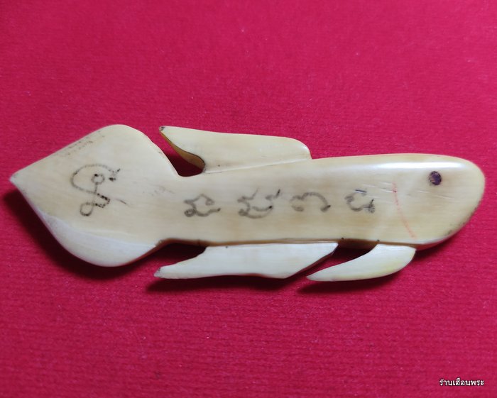 ปลากัดงาแกะ รุ่นแรก หลวงพ่อน่วม วัดโพธิ์ศรีเจริญ สุพรรณบุรี