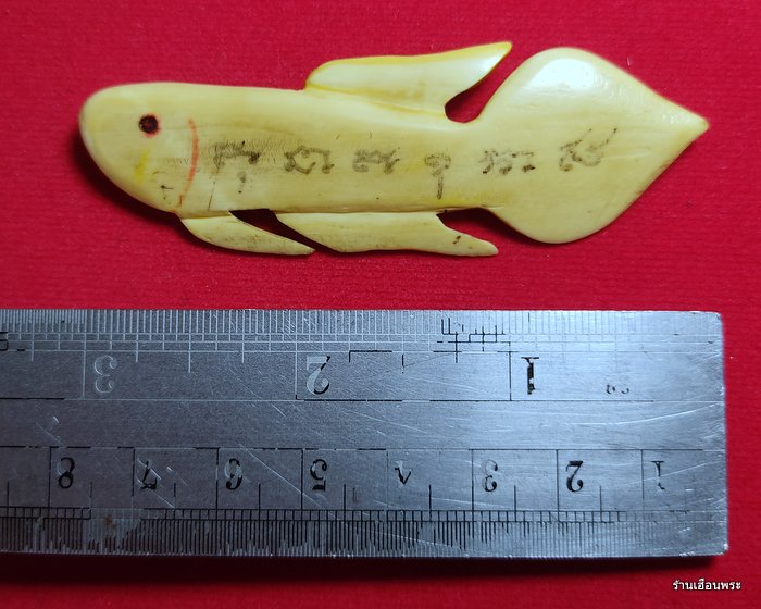 ปลากัดงาแกะ รุ่นแรก หลวงพ่อน่วม วัดโพธิ์ศรีเจริญ สุพรรณบุรี