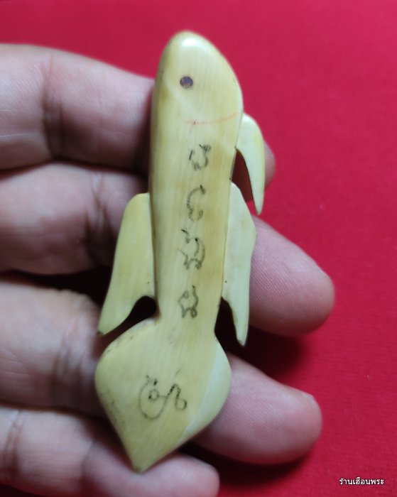 ปลากัดงาแกะ รุ่นแรก หลวงพ่อน่วม วัดโพธิ์ศรีเจริญ สุพรรณบุรี