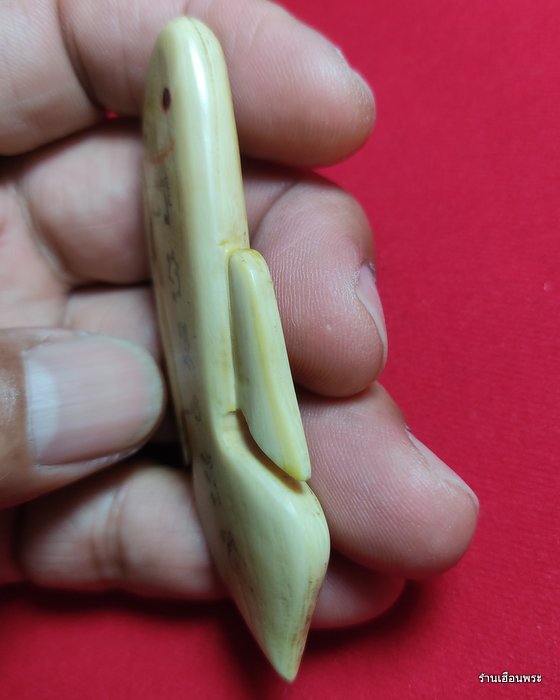 ปลากัดงาแกะ รุ่นแรก หลวงพ่อน่วม วัดโพธิ์ศรีเจริญ สุพรรณบุรี